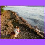 Belle Enjoying Water.jpg